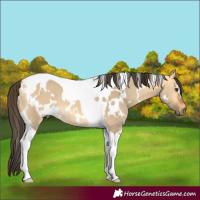 Horse Color:White Spotted Buckskin Dun Tobiano 