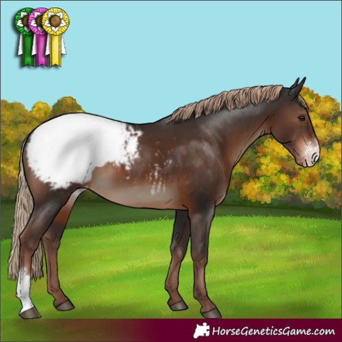 Horse Color:Liver Chestnut Sabino Appaloosa Rabicano 