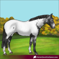 Horse Color:Gray Black Sabino Appaloosa Rabicano