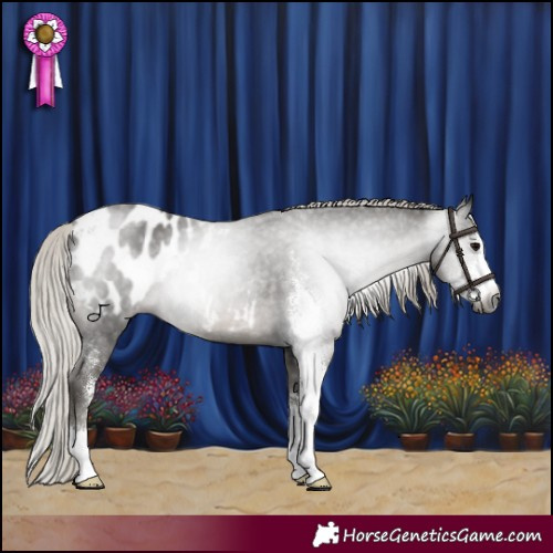 Horse Color:Gray Silver Black Sabino Appaloosa 