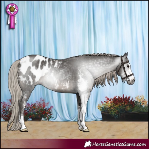 Horse Color:Gray Silver Black Sabino Appaloosa 