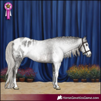 Horse Color:Gray Silver Black Sabino Appaloosa 