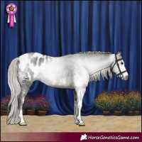 Horse Color:Gray Silver Black Sabino Appaloosa 