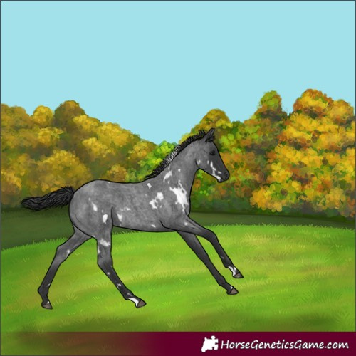 Horse Color:White Spotted Blue Roan 