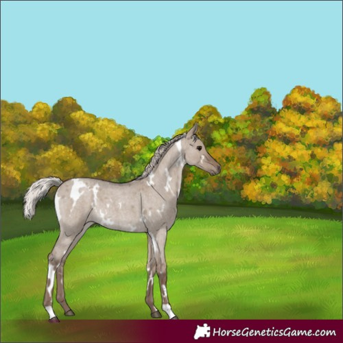 Horse Color:White Spotted Silver Grullo Roan Rabicano 