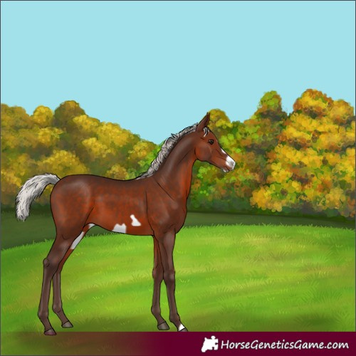 Horse Color:Silver Brown Frame 