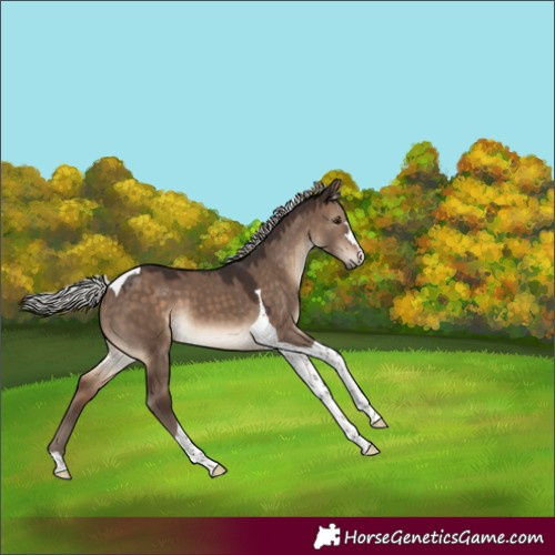 Horse Color:Silver Brown Dun Tobiano 