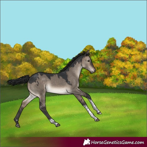 Horse Color:Brown Dun Tobiano 