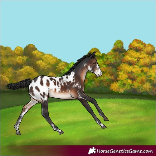 Horse Color:Brown Sabino Near Leopard 