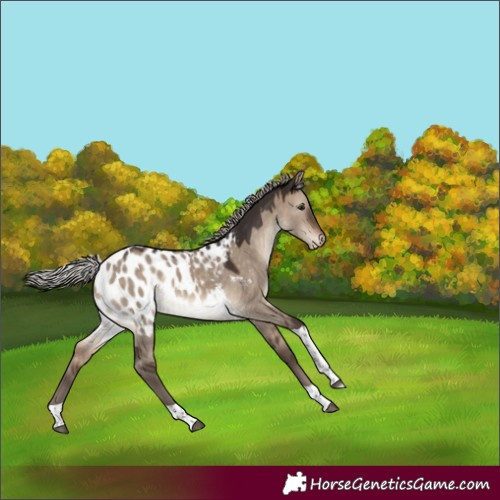 Horse Color:Silver Brown Dun Sabino Tobiano Appaloosa 