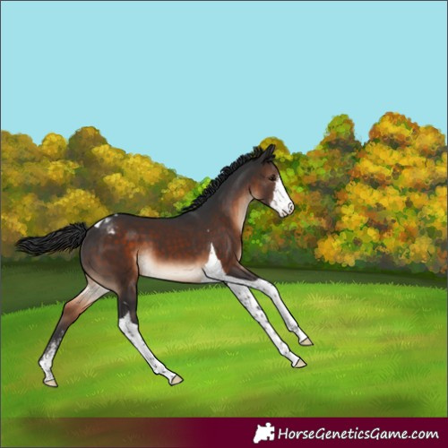 Horse Color:Brown Sabino Tobiano Appaloosa 