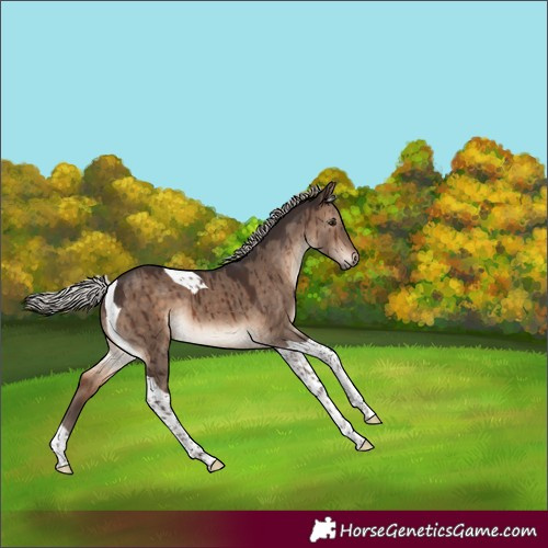 Horse Color:Silver Brown Dun Tobiano Brindle 