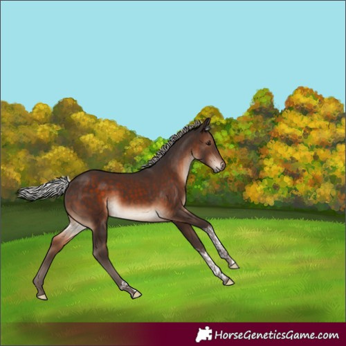 Horse Color:Silver Brown Tobiano 