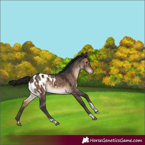 Horse Color:Brown Dun Tobiano Blanket Brindle 