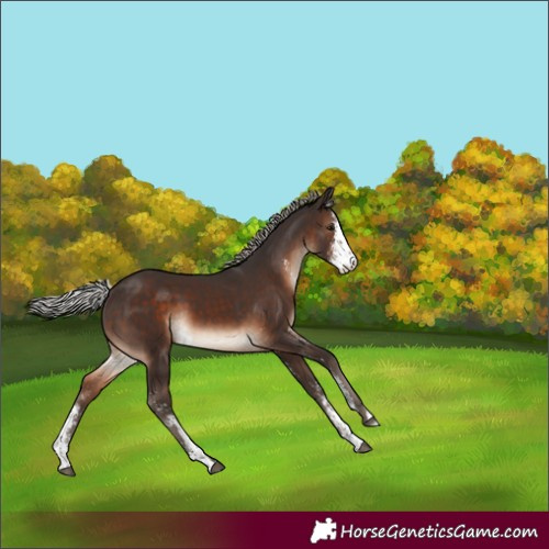 Horse Color:Silver Brown Sabino 