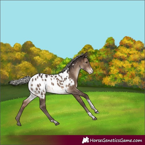 Horse Color:Silver Brown Dun Sabino Tobiano Appaloosa 