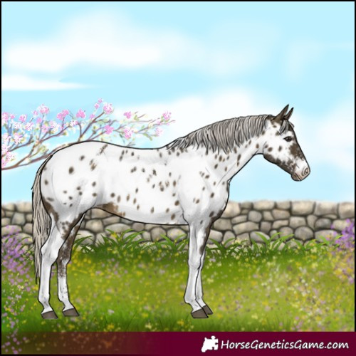 Horse Color:Powder White Silver Buckskin Tobiano Appaloosa