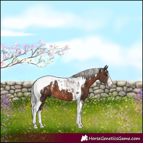 Horse Color:Powder White Silver Brown Tobiano 