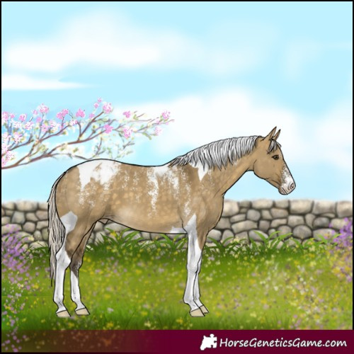 Horse Color:Powder White Silver Buckskin Dun Tobiano Appaloosa 