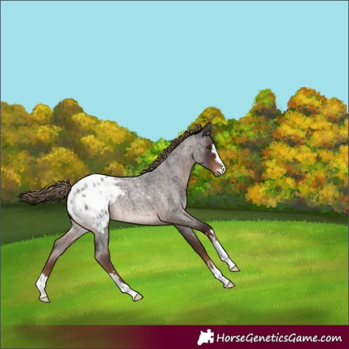 Horse Color:Liver Red Roan Appaloosa 