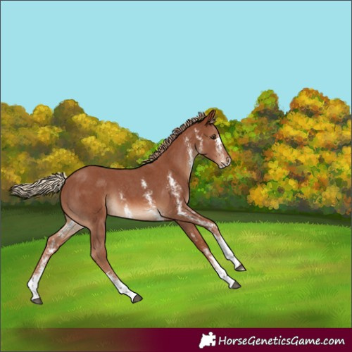 Horse Color:Chestnut Sabino 