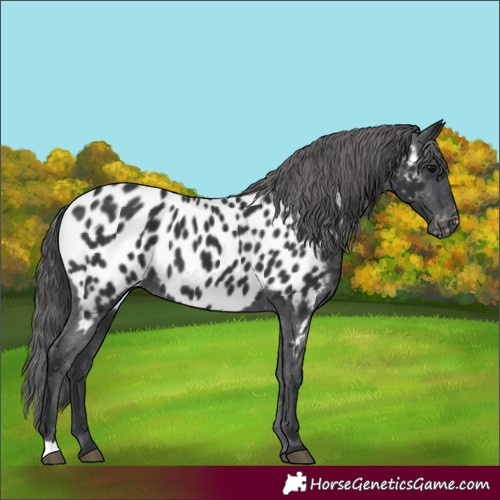 Horse Color:Black Appaloosa 