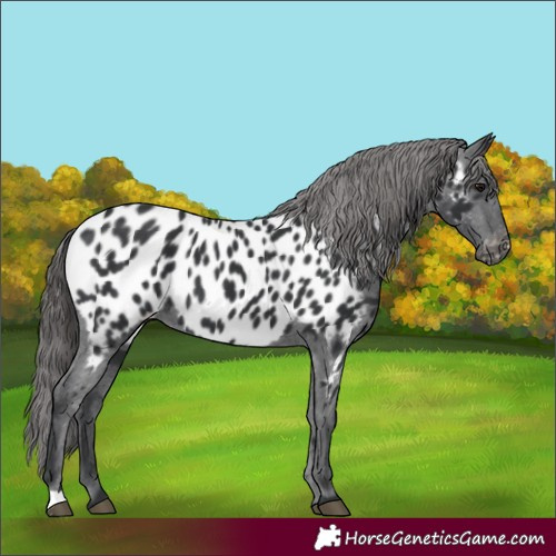 Horse Color:Black Appaloosa 