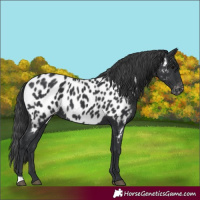 Horse Color:Black Appaloosa 