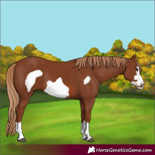 Horse Color:Chestnut Frame 