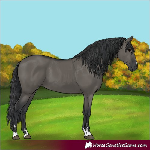 Horse Color:Grullo 