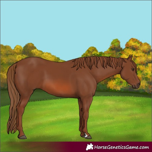 Horse Color:Chestnut 