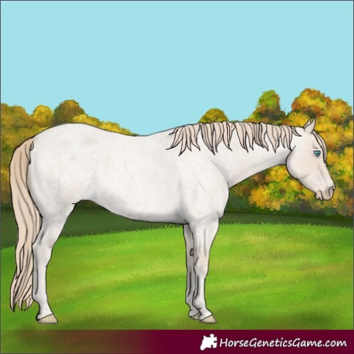 Horse Color:Smoky Creme Roan 