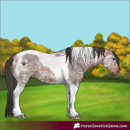 Horse Color:Bay Ice Tobiano 