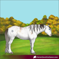 Horse Color:Bay Ice Onyx Sabino Splash