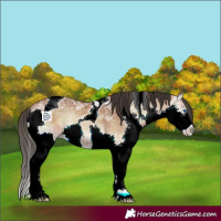 Horse Color:Bay Ice Onyx Splash Tobiano 