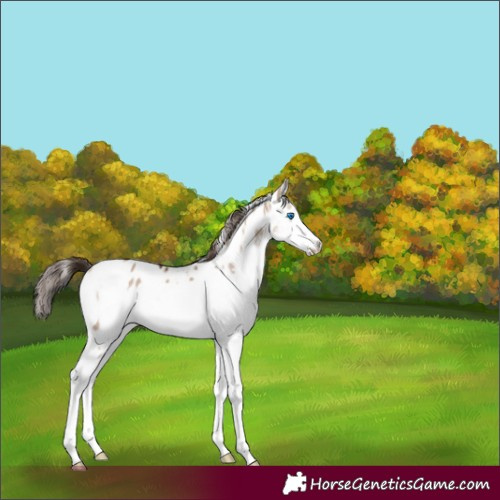 Horse Color:White Spotted Liver Red Dun Splash Frame Appaloosa 