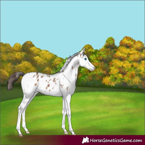 Horse Color:White Spotted Liver Red Dun Splash Appaloosa 