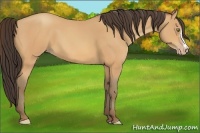 Horse Color:Amber Champagne 