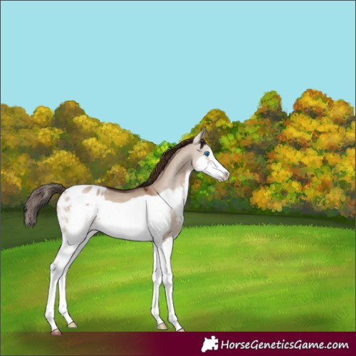 Horse Color:Liver Red Dun Splash Frame Appaloosa 