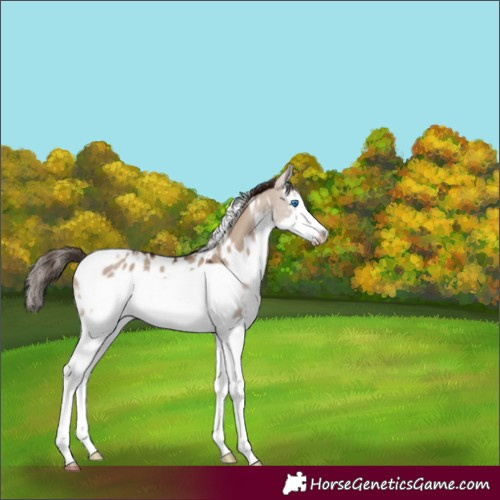 Horse Color:White Spotted Liver Red Dun Splash Frame Appaloosa 