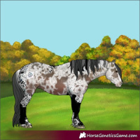 Horse Color:Bay Ice Tobiano