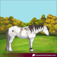 Horse Color:Bay Ice Dun Splash Tobiano 