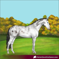 Horse Color:Brown Ice Sabino Splash