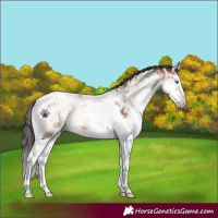 Horse Color:Bay Ice Onyx Splash Tobiano 