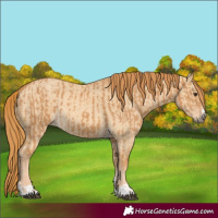 Horse Color:Chestnut  and Red Dun 