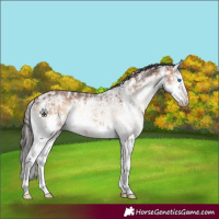 Horse Color:Bay Ice Onyx Sabino Splash