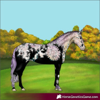 Horse Color:Watercolor Bay Ice Sabino Splash