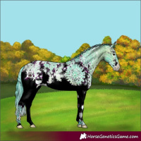 Horse Color:Watercolor Bay Ice Sabino Splash 