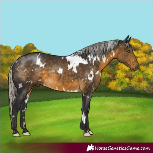 Horse Color:White Spotted Silver Buckskin 