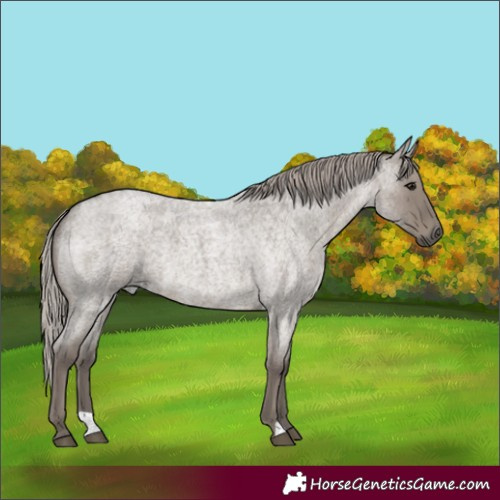 Horse Color:Silver Grullo Roan 